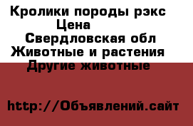 Кролики породы рэкс › Цена ­ 300 - Свердловская обл. Животные и растения » Другие животные   